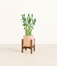 Load image into Gallery viewer, Gentle Pink stand:walnut
