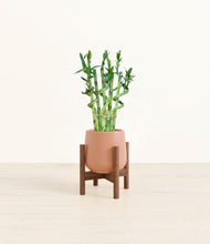 Load image into Gallery viewer, Calm Rose stand:walnut
