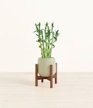 Load image into Gallery viewer, Turquoise stand:walnut
