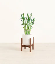 Load image into Gallery viewer, White stand:walnut
