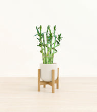 Load image into Gallery viewer, Cotton White stand:bamboo
