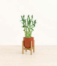 Load image into Gallery viewer, Glossy Red stand:bamboo
