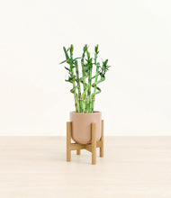 Load image into Gallery viewer, Glossy Pink stand:bamboo
