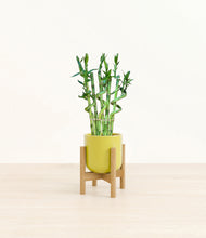 Load image into Gallery viewer, Key Lime Yellow stand:bamboo
