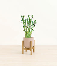 Load image into Gallery viewer, Sandy Pink stand:bamboo
