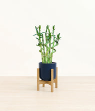 Load image into Gallery viewer, Twilight Blue stand:bamboo
