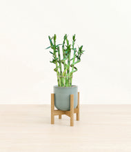Load image into Gallery viewer, Reactive Aqua stand:bamboo
