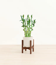 Load image into Gallery viewer, Cotton White stand:walnut
