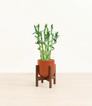Load image into Gallery viewer, Glossy Red stand:walnut
