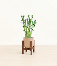 Load image into Gallery viewer, Glossy Pink stand:walnut
