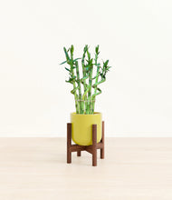 Load image into Gallery viewer, Key Lime Yellow stand:walnut
