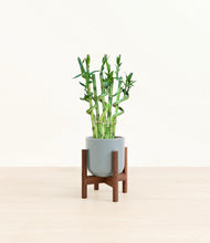 Load image into Gallery viewer, Misty Blue stand:walnut
