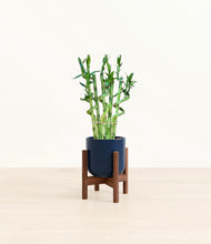 Load image into Gallery viewer, Twilight Blue stand:walnut
