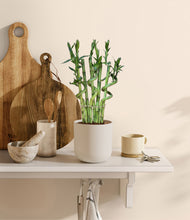 Load image into Gallery viewer, Natural Bamboo
