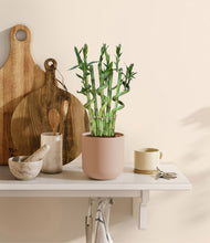 Load image into Gallery viewer, Sandy Pink
