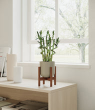 Load image into Gallery viewer, Sage Green stand:walnut
