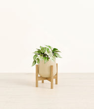 Load image into Gallery viewer, Almond Green stand:bamboo
