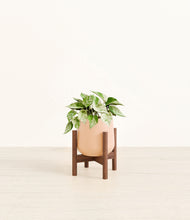 Load image into Gallery viewer, Gentle Pink stand:walnut
