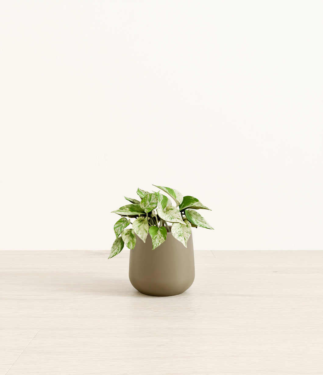 Olive*****Profile