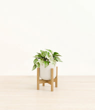 Load image into Gallery viewer, Cotton White stand:bamboo
