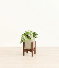 Load image into Gallery viewer, Sage Green stand:walnut
