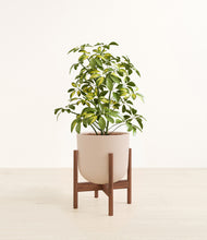 Load image into Gallery viewer, Sandy Pink stand:walnut
