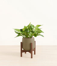 Load image into Gallery viewer, Olive stand:walnut
