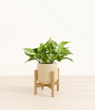Load image into Gallery viewer, Almond Green stand:bamboo
