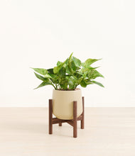 Load image into Gallery viewer, Almond Green stand:walnut
