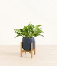 Load image into Gallery viewer, Deep Navy stand:bamboo
