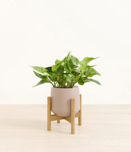 Load image into Gallery viewer, Eternal Gray stand:bamboo
