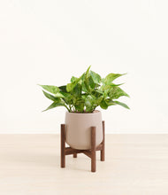 Load image into Gallery viewer, Eternal Gray stand:walnut
