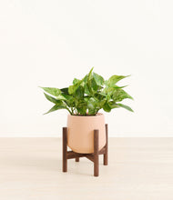 Load image into Gallery viewer, Gentle Pink stand:walnut
