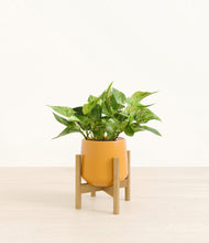 Load image into Gallery viewer, Mustard stand:bamboo
