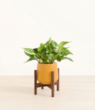 Load image into Gallery viewer, Mustard stand:walnut

