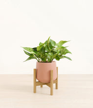 Load image into Gallery viewer, Calm Rose stand:bamboo
