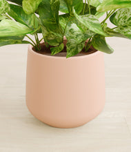 Load image into Gallery viewer, Gentle Pink stand:all
