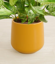 Load image into Gallery viewer, Mustard stand:all
