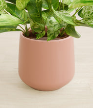 Load image into Gallery viewer, Calm Rose stand:all
