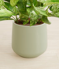 Load image into Gallery viewer, Turquoise stand:all
