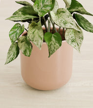 Load image into Gallery viewer, Glossy Pink stand:all
