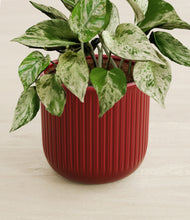 Load image into Gallery viewer, Striped Cherry Red stand:all
