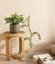 Load image into Gallery viewer, Olive
