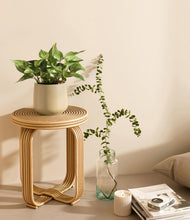 Load image into Gallery viewer, Almond Green
