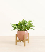 Load image into Gallery viewer, Calm Rose stand:bamboo
