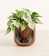 Load image into Gallery viewer, Glossy Red stand:all
