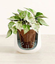 Load image into Gallery viewer, White stand:all
