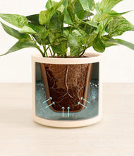 Load image into Gallery viewer, Cream stand:all
