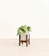 Load image into Gallery viewer, Snowdrift White stand:walnut
