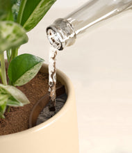 Load image into Gallery viewer, Almond Green stand:all
